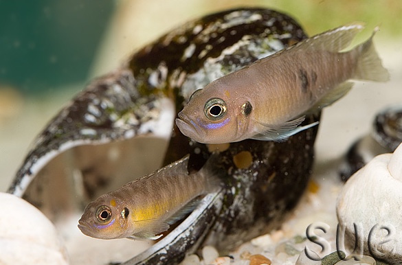 Neolamprologus brevis 'Karilani Island'